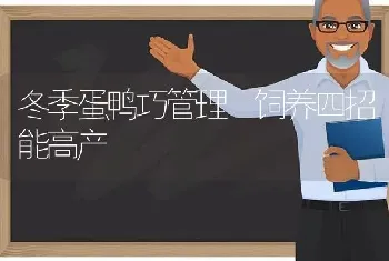 冬季蛋鸭巧管理 饲养四招能高产