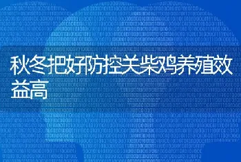 秋冬把好防控关柴鸡养殖效益高