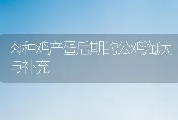 肉种鸡产蛋后期的公鸡淘汰与补充