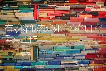 有效降低肉鸡死亡率的几个重点工作