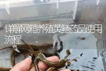 详解网箱养殖黄鳝药品使用流程