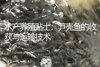 水产养殖贴士：笋壳鱼的收获与运输技术