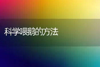 科学喂鹅的方法