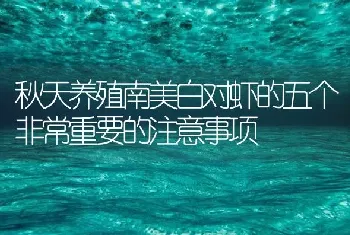 秋天养殖南美白对虾的五个非常重要的注意事项