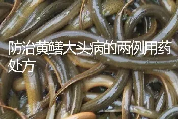 防治黄鳝大头病的两例用药处方