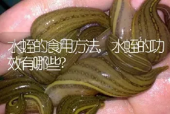 水蛭的食用方法,水蛭的功效有哪些?