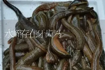 水蛭存在牙齿吗