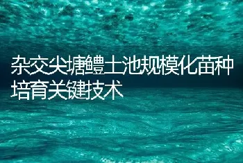 杂交尖塘鳢土池规模化苗种培育关键技术