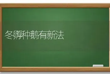 冬孵种鹅有新法