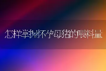 怎样掌握怀孕母猪的喂料量