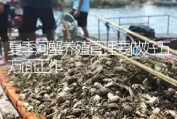 夏季河蟹养殖管理要做好五方面工作