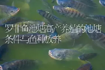 罗非鱼池塘高产养殖的池塘条件与鱼种放养