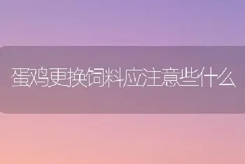 蛋鸡更换饲料应注意些什么