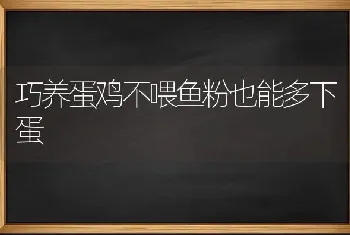 巧养蛋鸡不喂鱼粉也能多下蛋