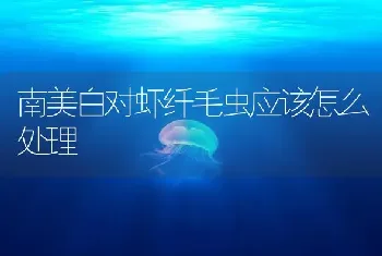 南美白对虾纤毛虫应该怎么处理