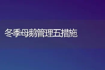 冬季母鹅管理五措施