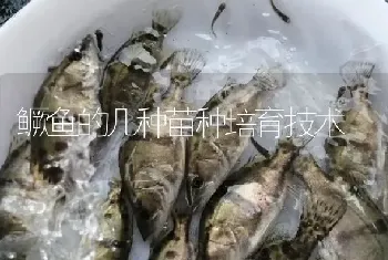 鳜鱼的几种苗种培育技术