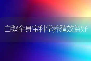 白鹅全身宝科学养殖效益好