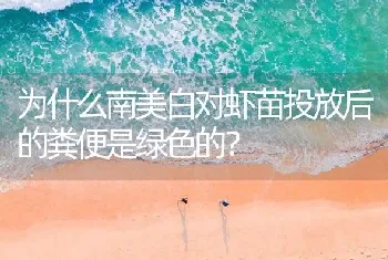 为什么南美白对虾苗投放后的粪便是绿色的?