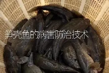 笋壳鱼的病害防治技术