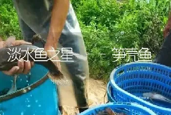 淡水鱼之星---笋壳鱼