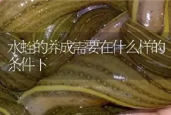 水蛭的养成需要在什么样的条件下