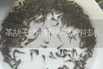 革胡子鲶的捕捞与暂养技术