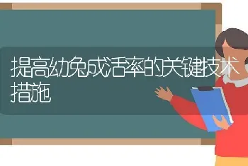 提高幼兔成活率的关键技术措施