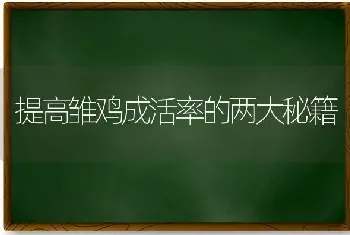 提高雏鸡成活率的两大秘籍