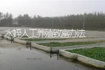 水蛭人工养殖致富办法