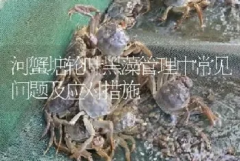 河蟹塘轮叶黑藻管理中常见问题及应对措施