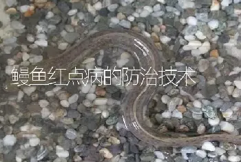 鳗鱼红点病的防治技术