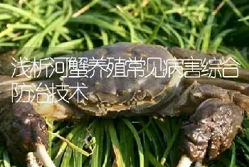 浅析河蟹养殖常见病害综合防治技术