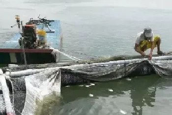 金鲳鱼刺激隐核虫,海水小瓜虫,需要预防！