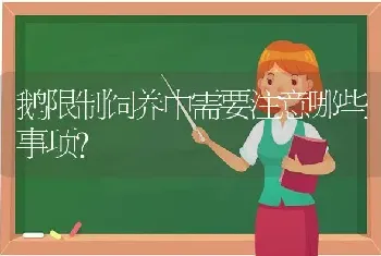 鹅限制饲养中需要注意哪些事项?