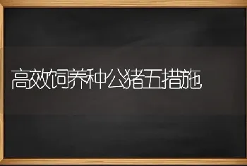 高效饲养种公猪五措施