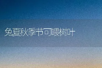 兔夏秋季节可喂树叶