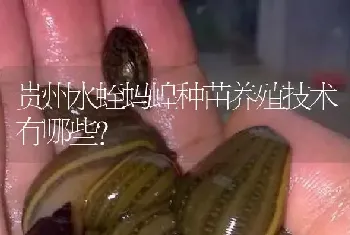 贵州水蛭蚂蝗种苗养殖技术有哪些?