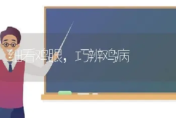 细看鸡眼,巧辨鸡病