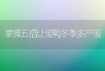 掌握五招让蛋鸭冬季多产蛋