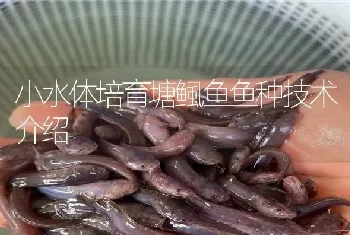 小水体培育塘鲺鱼鱼种技术介绍