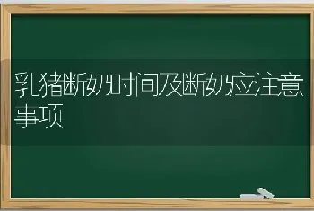 乳猪断奶时间及断奶应注意事项