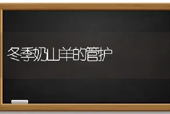 冬季奶山羊的管护