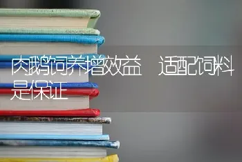 肉鹅饲养增效益 适配饲料是保证