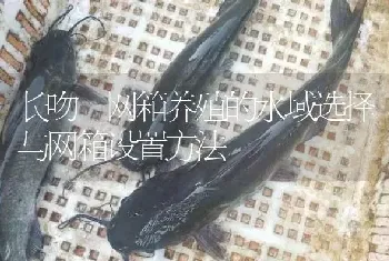 长吻鮠网箱养殖的水域选择与网箱设置方法