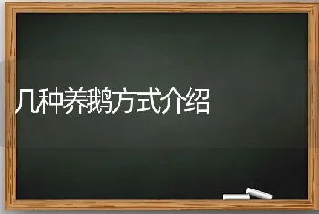 几种养鹅方式介绍