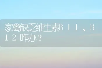 家禽缺乏维生素B11、B12咋办?