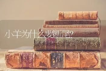 小羊为什么要断尾?