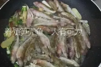 养殖笋壳鱼　大有可为