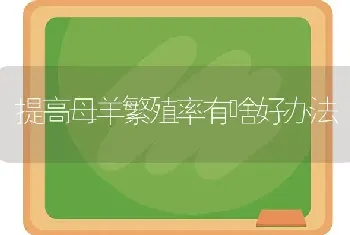 提高母羊繁殖率有啥好办法